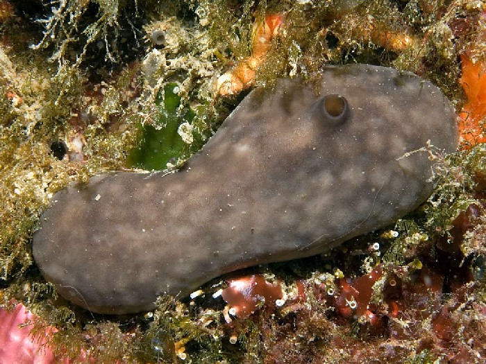 Chondrosia reniformis